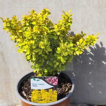 Berberis thunbergii "Maria" – borbolya Berberis thunbergii "Maria" – borbolya