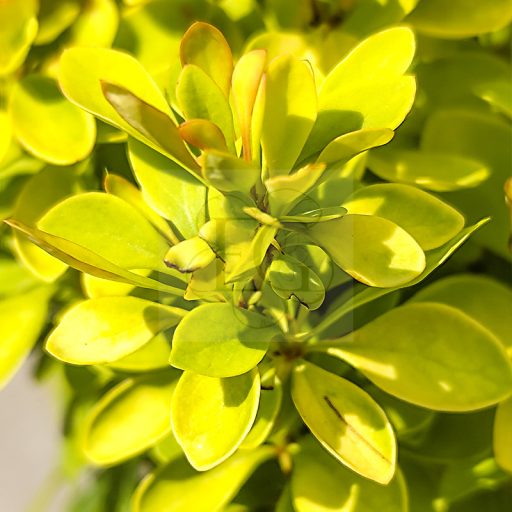 Berberis thunbergii "Maria" – borbolya