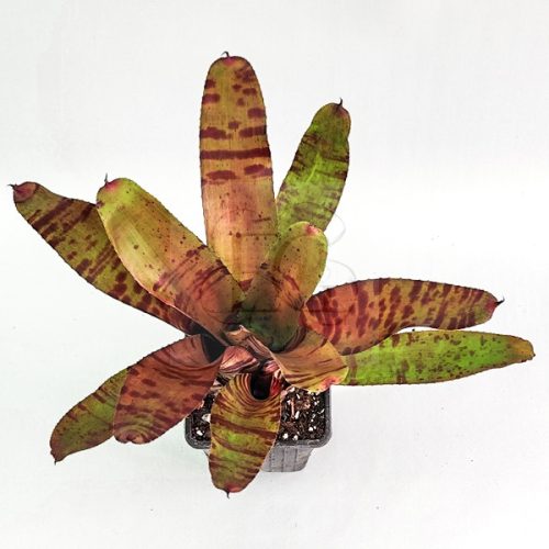 Neoregelia Blushing Tiger