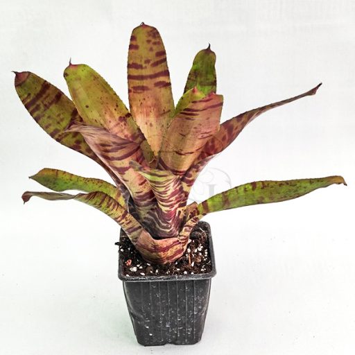 Neoregelia Blushing Tiger