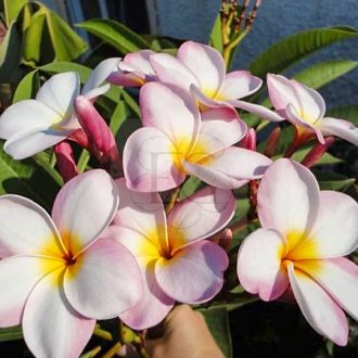 Plumeria rubra "Rózsaszín" 