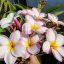 Plumeria rubra "Rózsaszín" 