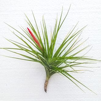 Tillandsia Caulescens 