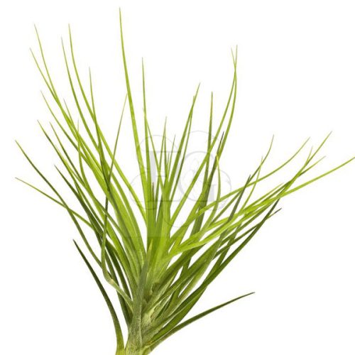 Tillandsia Caulescens 