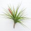 Tillandsia Caulescens 