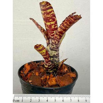 Neoregelia Mini Tiger