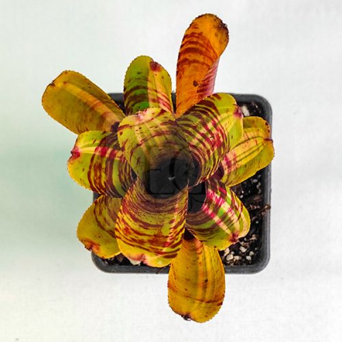 Neoregelia Mini Tiger Hybrid 