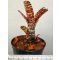 Neoregelia Mini Tiger