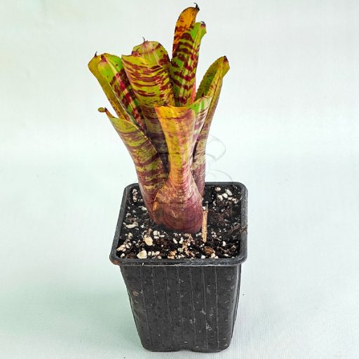 Neoregelia Mini Tiger Hybrid 