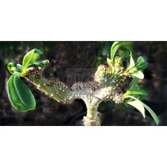 Adenium obesum "Cristata"