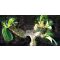 Adenium obesum "Cristata"