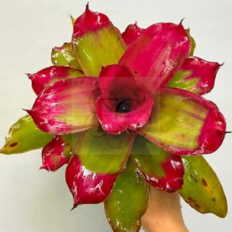 Neoregelia Medusa X Lila