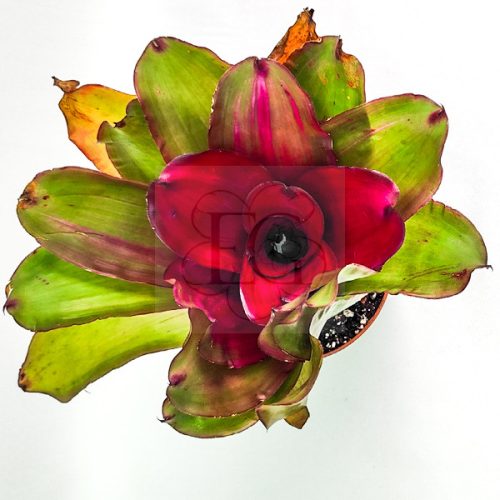 Neoregelia Lila x Medusa
