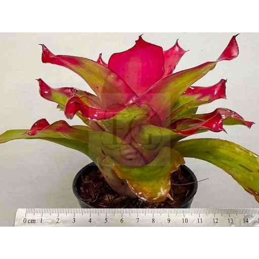 Neoregelia Medusa X Lila