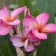 Plumeria rubra "Flamingo" JJ