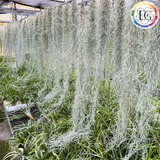 Tillandsia usneoides classic/L