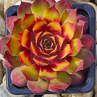Sempervivum sp.03-Kövirózsa