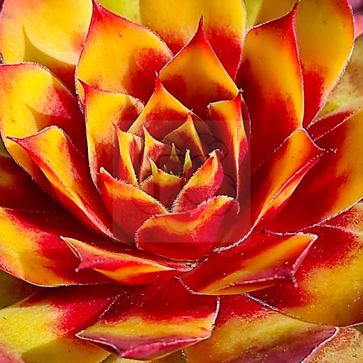 Sempervivum sp.03-Kövirózsa