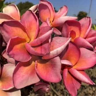 Plumeria rubra "Imagination" (NUI)