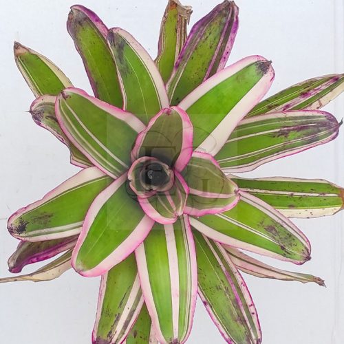 Neoregelia Letty Abella 