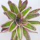 Neoregelia Letty Abella 