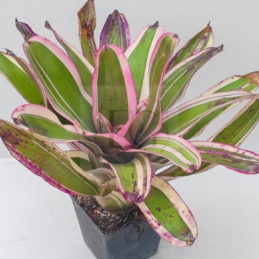 Neoregelia Letty Abella 