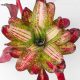 Neoregelia Ruben Rengal