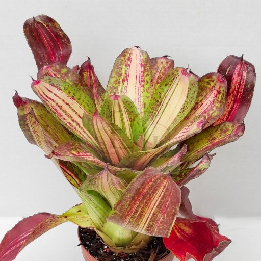 Neoregelia Ruben Rengal