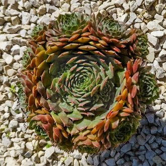 Sempervivum sp.17/Nagy-Kövirózsa