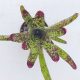 Neoregelia Mamorata Hybrid Brazil 