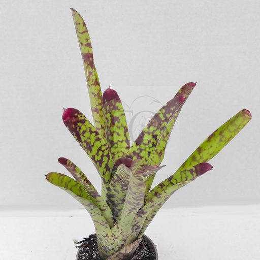 Neoregelia Mamorata Hybrid Brazil 