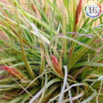 Tillandsia Rectifolia PULK