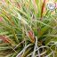 Tillandsia Rectifolia PULK