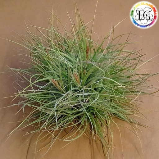 Tillandsia Rectifolia PULK
