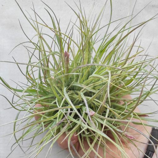 Tillandsia Rectifolia PULK