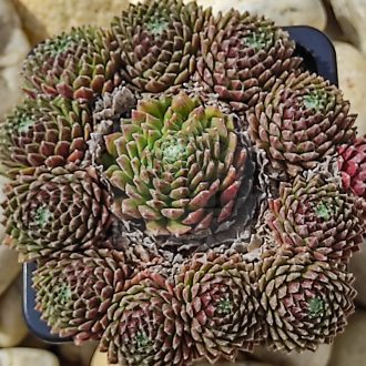 Sempervivum sp.08-Kövirózsa