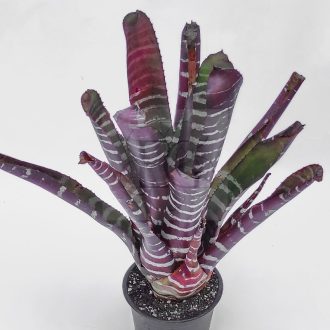 Aechmea Chantinii Hybrid Red