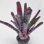 Aechmea Chantinii Hybrid Red
