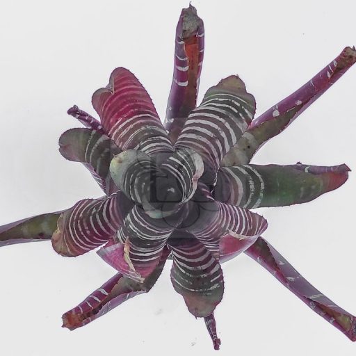 Aechmea Chantinii Hybrid Red