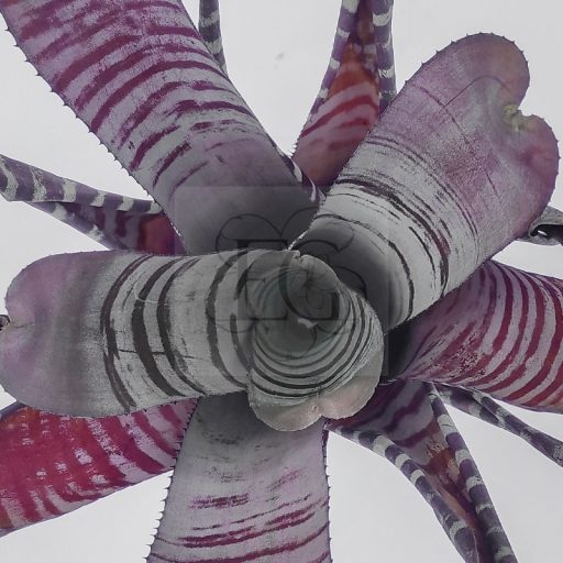 Aechmea Chantinii Hybrid Red