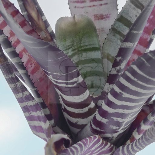 Aechmea Chantinii Hybrid Red