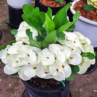 Euphorbia milii "Bua Kaw" (73)
