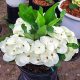 Euphorbia milii "Bua Kaw" (73)