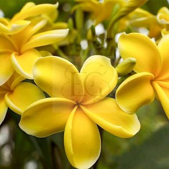 Plumeria rubra "Zitrone" 