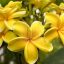 Plumeria rubra "Zitrone" 