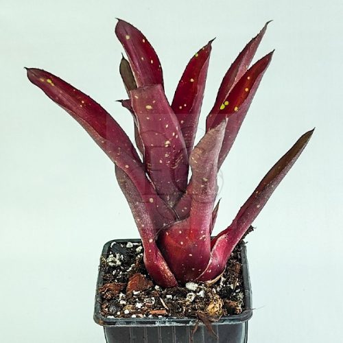 Neoregelia Red Hot 