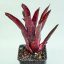 Neoregelia Red Hot 