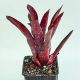 Neoregelia Red Hot 