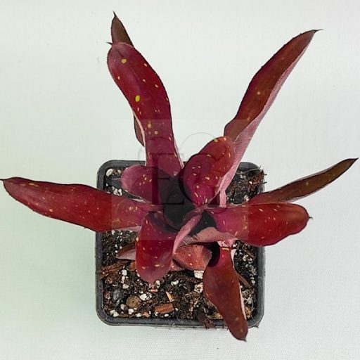 Neoregelia Red Hot 