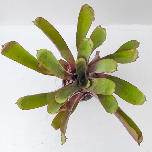 Aechmea JC Super Star